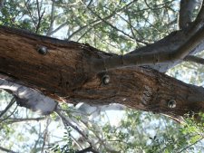 Integrity Tree Service