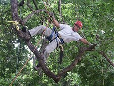 Tree Pruning