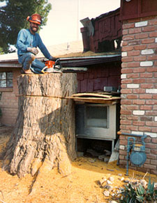 large tree removal