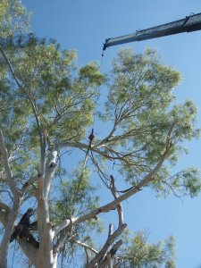 large tree removal